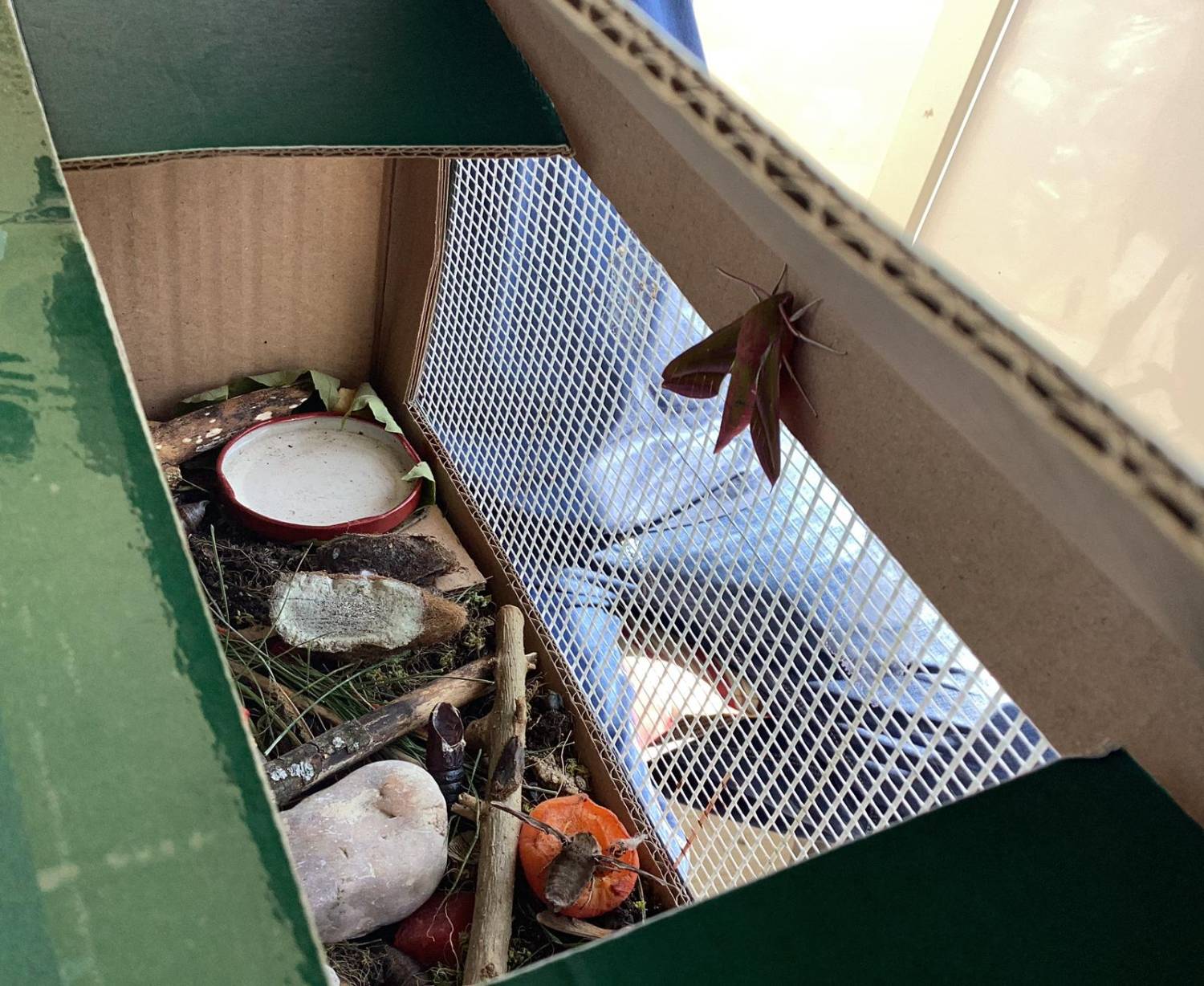 schmetterling1